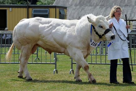 Animale modificate genetic - minunile științei - știri