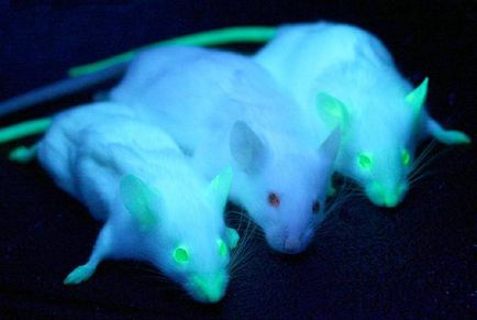 Генетично модифіковані домашні тварини - чудеса науки - новини