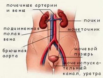 Гіалуронова кислота в урології - прорив в лікуванні циститів - корисна інформація - багатопрофільна