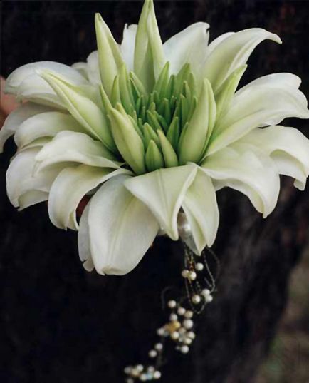 Glamelia Lilimelia este un buchet de crini sub forma unei singure flori, petale de crin, aranjamente florale,