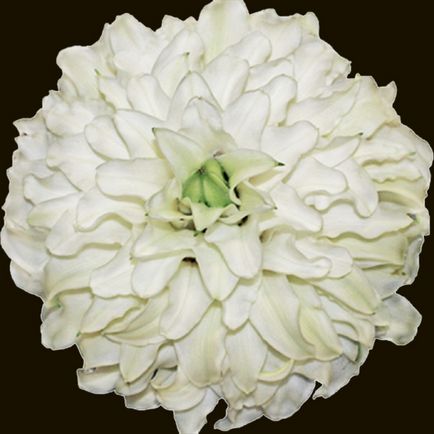 Glameliya lilimeliya - egy csokor rózsa alakú virág, liliom szirmai, virágkötészet,