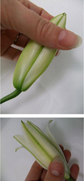 Glamelia Lilimelia este un buchet de crini sub forma unei singure flori, petale de crin, aranjamente florale,