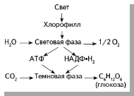 Глава7 фотосинтез