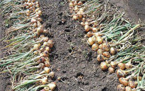 Голландський цибулю-севок для вашого ка, догляд і розмноження рослин