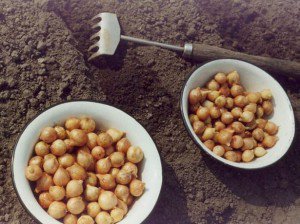 Голландський цибулю-севок для вашого ка, догляд і розмноження рослин