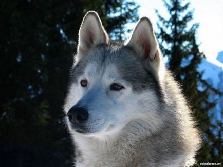 Kék szemű Nordic szépség fajta Husky