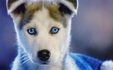 Kék szemű Nordic szépség fajta Husky