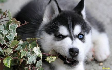 Kék szemű Nordic szépség fajta Husky