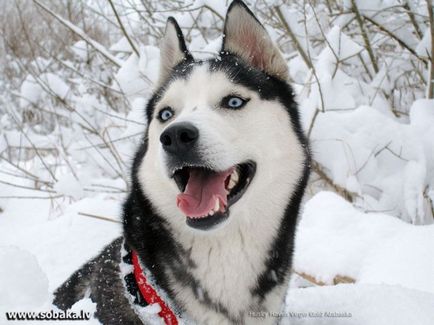 Kék szemű Nordic szépség fajta Husky