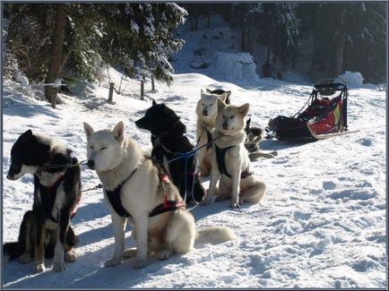 Kék szemű Nordic szépség fajta Husky