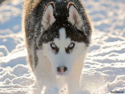 Kék szemű Nordic szépség fajta Husky