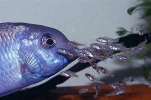 Albastru delfin - pește de acvariu, conținut, compatibilitate