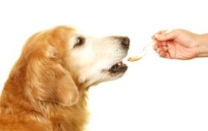 Готові промислові вітаміни для собак характеристика відомих марок
