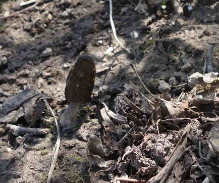 Mushroom morel fotografie și descriere cum să crească în grădină