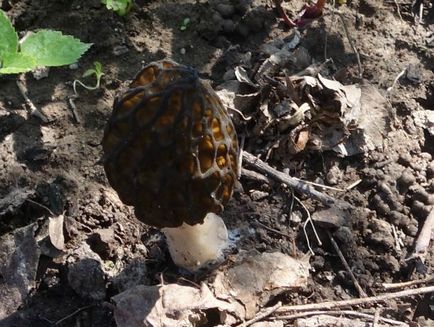 Mushroom morel fotografie și descriere cum să crească în grădină