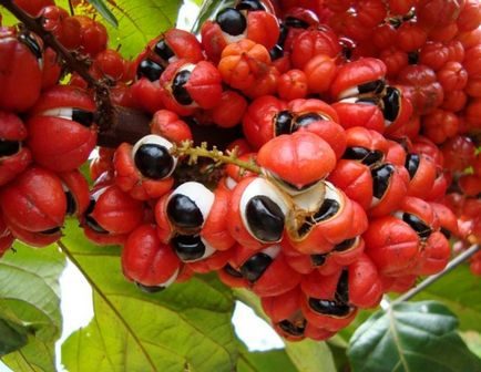 Guarana fogyás hogyan kell fogadni, visszacsatolás és eredmények