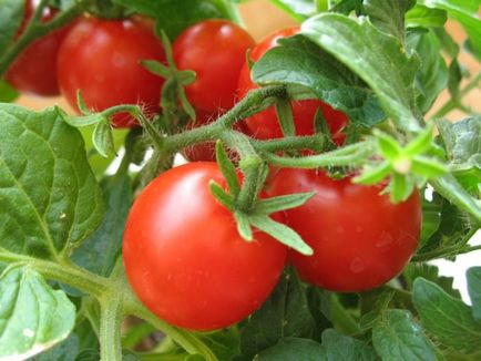Șopârlă pe tomate într-o seră