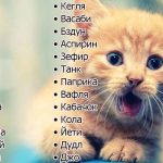 Numele pentru pisicile fetelor sunt frumoase pentru cei mai frumosi, britanici, poreclele rusesti sunt cele mai populare,