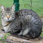 macska lányok szép neveket a legszebb, a brit, orosz becenevek a legnépszerűbb (lányok) macska lányok szép neveket a legszebb, a brit, orosz becenevét a legnépszerűbb,