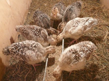 Індичата - годування і догляд за птицею на домашній фермі
