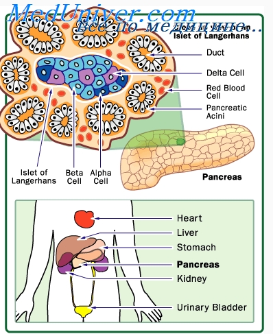 Insulina și glucoza creierului