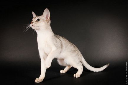 З історії забарвлень абіссінської кішки, розплідник charmed aby