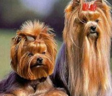 Yorkshire terrier, szemészeti, fogai és karmai