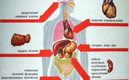 Як алкоголь впливає на організм людини