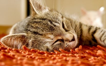 Cum sa curatati repede covorul de parul pisicii si al pisicii