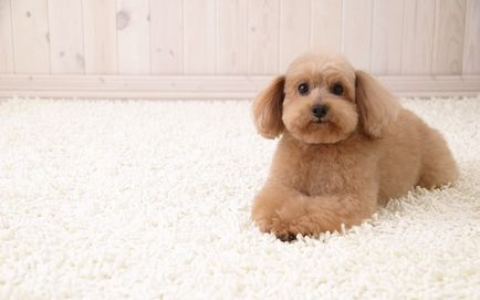 Як швидко почистити килим від котячої і собачої шерсті