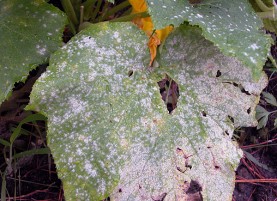 Hogyan lehet megszabadulni a whiteflies