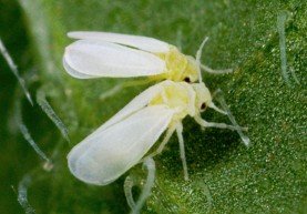 Hogyan lehet megszabadulni a whiteflies