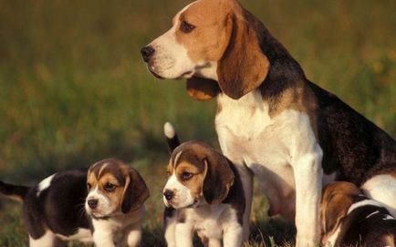 Cum să tratați mastita într-un câine - clinica veterinară blog - belant
