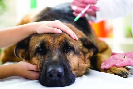 Cum să tratați mastita într-un câine - clinica veterinară blog - belant