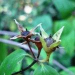 Hogyan könnyen terjednek chubushnik (Jasmine Garden) dugványok, napos nyári tartózkodási