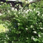 Hogyan könnyen terjednek chubushnik (Jasmine Garden) dugványok, napos nyári tartózkodási