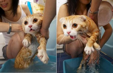 Cum să spălați o pisică cum este corect să se scalde, dacă este posibilă spălarea săpunului la ce temperatură