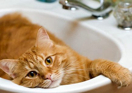 Cum să spălați o pisică cum este corect să se scalde, dacă este posibilă spălarea săpunului, la ce temperatură