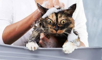 Як мити кішку як правильно купати, чи можна мити милом, при якій температурі