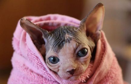 Як мити кішку як правильно купати, чи можна мити милом, при якій температурі
