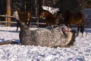 Як почати їздити верхи