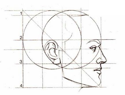 Як намалювати портрет олівцем, побудова голови