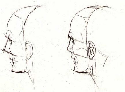 Як намалювати портрет олівцем, побудова голови