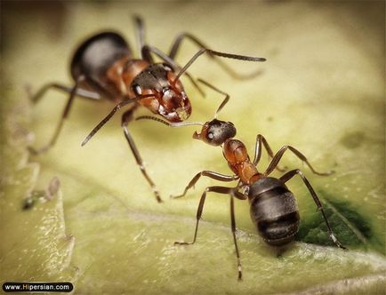 Cum comunică furnicile