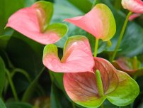 Ce anthurium să alegeți, flori în casă (gospodărie)