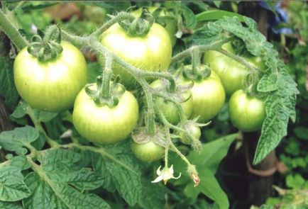 Як поквапити томати, щоб вони швидше почервоніли - жіночий світ