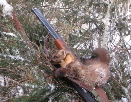 Як спіймати куницю в домашніх умовах