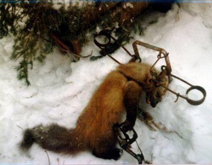 Cum de a prinde martens în casă