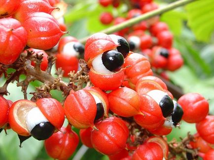 Hogyan kell szedni a guarana a fogyás