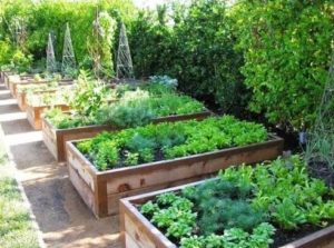 Cum de a alege locul potrivit pentru grădină și plantare decorativă și aranja paturile de pe site
